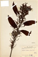 藏品(虎杖(黃藥子))的圖片